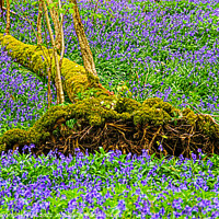 Buy canvas prints of Fallen Tree Bluebell Coffin by GJS Photography Artist