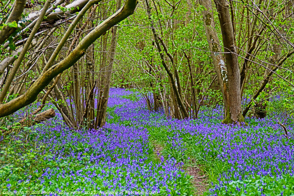 Twisting Pathway Laden with Bluebells Picture Board by GJS Photography Artist