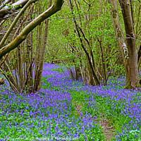 Buy canvas prints of Twisting Pathway Laden with Bluebells by GJS Photography Artist
