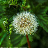 Buy canvas prints of Seeded Dandelions by GJS Photography Artist