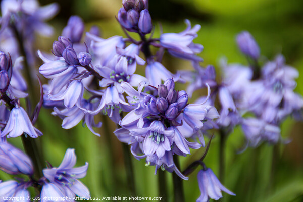 Spanish Bluebell in the Garden Picture Board by GJS Photography Artist