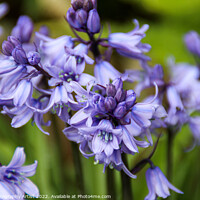 Buy canvas prints of Spanish Bluebell in the Garden by GJS Photography Artist