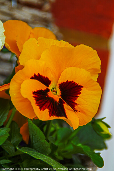 Orange Pansy Picture Board by GJS Photography Artist