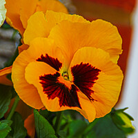 Buy canvas prints of Orange Pansy by GJS Photography Artist