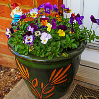 Buy canvas prints of Doorstep Pansies by GJS Photography Artist
