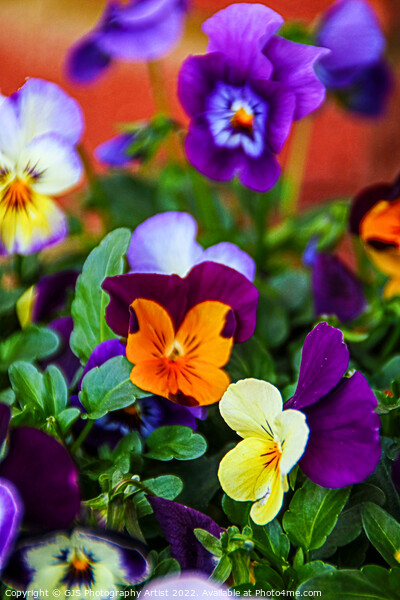 Assortment of Pansies Picture Board by GJS Photography Artist