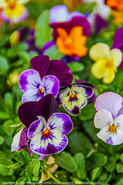 Pansy Allsorts Picture Board by GJS Photography Artist