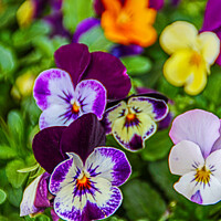 Buy canvas prints of Pansy Allsorts by GJS Photography Artist