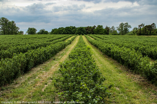 Rows of Blueberry Bushes  Picture Board by GJS Photography Artist