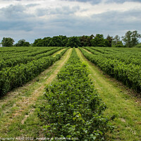 Buy canvas prints of Rows of Blueberry Bushes  by GJS Photography Artist