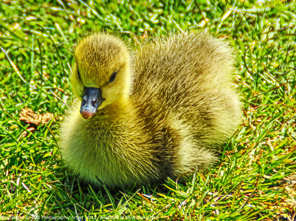 A Grey Lag Gosling Picture Board by GJS Photography Artist