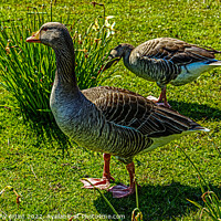 Buy canvas prints of Goose out of Water by GJS Photography Artist