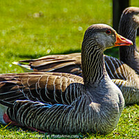 Buy canvas prints of Grey Lag Geese Resting by GJS Photography Artist