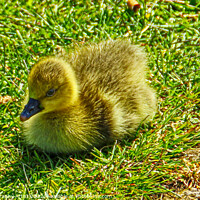 Buy canvas prints of Gosling in the Sun by GJS Photography Artist