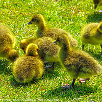 Buy canvas prints of Baby Goslings  by GJS Photography Artist