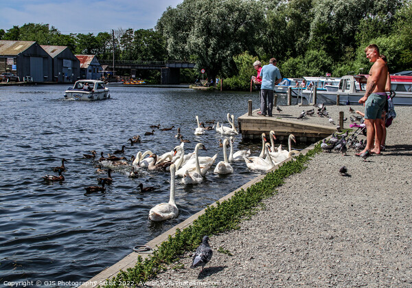 Busy On The Broads Picture Board by GJS Photography Artist