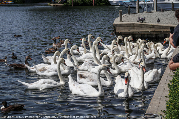 Can You Count How Many Swans Picture Board by GJS Photography Artist