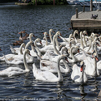 Buy canvas prints of Can You Count How Many Swans by GJS Photography Artist