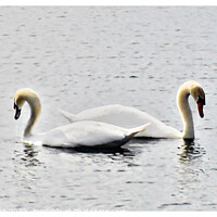 Buy canvas prints of Swans Bordered by GJS Photography Artist