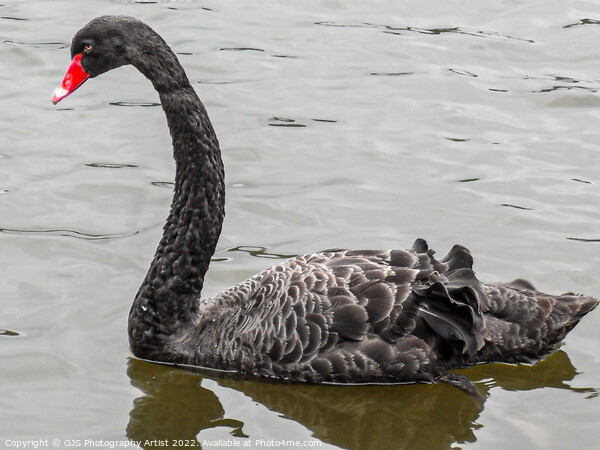 Australian Black Swan Picture Board by GJS Photography Artist