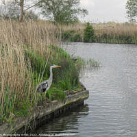 Buy canvas prints of Heron Waterside by GJS Photography Artist