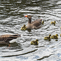 Buy canvas prints of Grey Lag Geese and Goslings Swimming by GJS Photography Artist