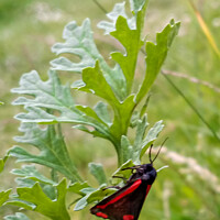 Buy canvas prints of Cinnabar Moth Clings to a Leaf by GJS Photography Artist