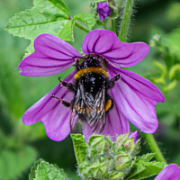 Buy canvas prints of Bumble Pollenating Deep Into the Flower by GJS Photography Artist