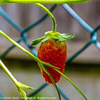 Buy canvas prints of Strawberry and Vines by GJS Photography Artist