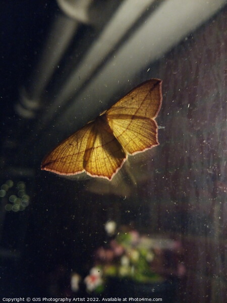Back Yard Moth Lantern Picture Board by GJS Photography Artist