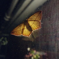 Buy canvas prints of Back Yard Moth Lantern by GJS Photography Artist