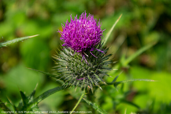Thistle in Norfolk Picture Board by GJS Photography Artist