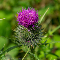 Buy canvas prints of Thistle in Norfolk by GJS Photography Artist
