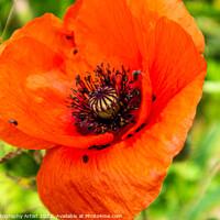 Buy canvas prints of Poppy and Bug Seeds by GJS Photography Artist