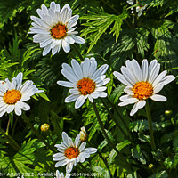 Buy canvas prints of Like A Constellation of Daysies by GJS Photography Artist