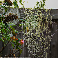 Buy canvas prints of Garden Galaxy of Webs by GJS Photography Artist
