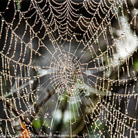 Buy canvas prints of Web Beads by GJS Photography Artist