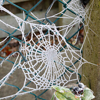 Buy canvas prints of Web in a Fence by GJS Photography Artist