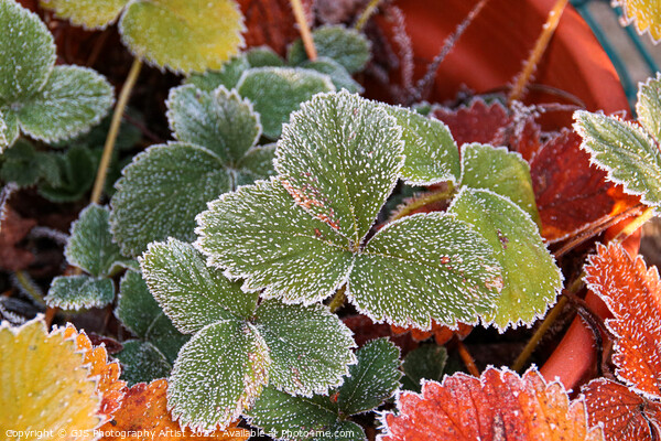 Glittering Frozen Strawberry Leaves Picture Board by GJS Photography Artist
