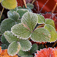 Buy canvas prints of Glittering Frozen Strawberry Leaves by GJS Photography Artist