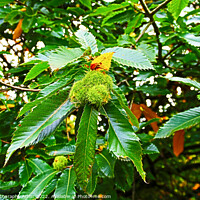 Buy canvas prints of Chestnuts Are Heavy This Season by GJS Photography Artist