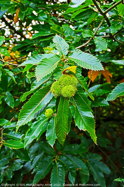 Chestnuts Bowing The Branch Picture Board by GJS Photography Artist