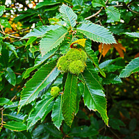 Buy canvas prints of Chestnuts Bowing The Branch by GJS Photography Artist