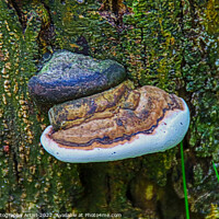 Buy canvas prints of Fungi and Fungirl by GJS Photography Artist