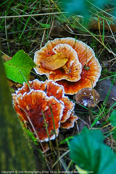 Enchanting Autumn Fungi Display Picture Board by GJS Photography Artist