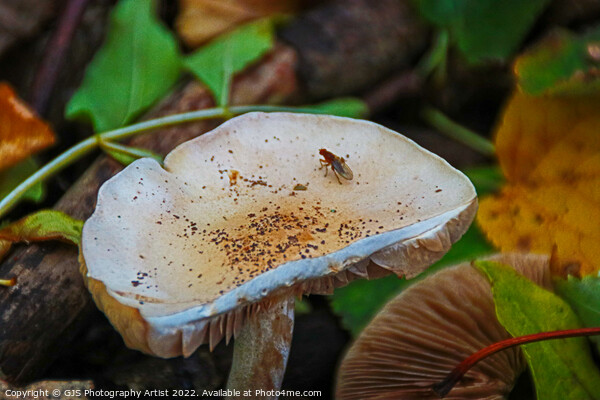 The Tenacity of Autumns Mushrooms Picture Board by GJS Photography Artist