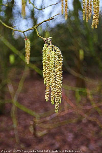 Graceful Dance of the Catkins Picture Board by GJS Photography Artist