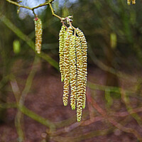 Buy canvas prints of Graceful Dance of the Catkins by GJS Photography Artist