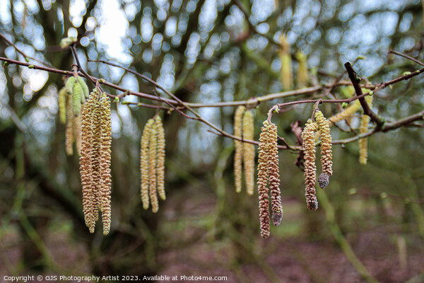 Delicate Catkins Dance in the Wind Picture Board by GJS Photography Artist