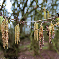 Buy canvas prints of Delicate Catkins Dance in the Wind by GJS Photography Artist